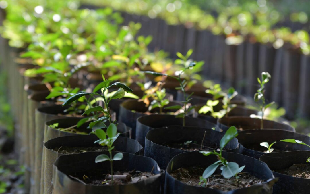 Tree Seedlings: How to Plant Them, Choose the Right Species, and Get Long-Term Results
