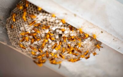 Paper Wasps in Your Garden: Separating Myth From Fact About Their Danger to Homeowners